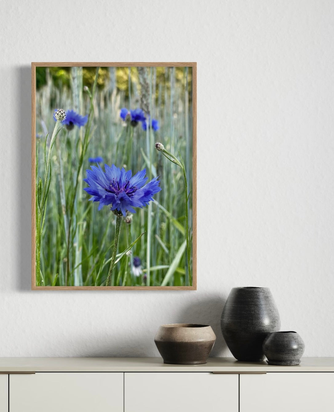 Kornblomst #1
