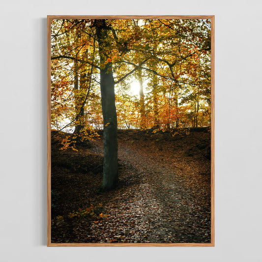 Skovsti Med Efterårets Farver - Deluxe Print