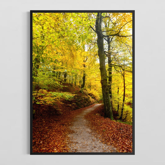 Efterår i Sæbygård Skov #3 - Deluxe Print