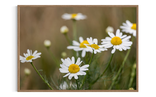 Margueritter