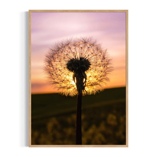 Mælkebøtte i Solnedgang - Deluxe Print