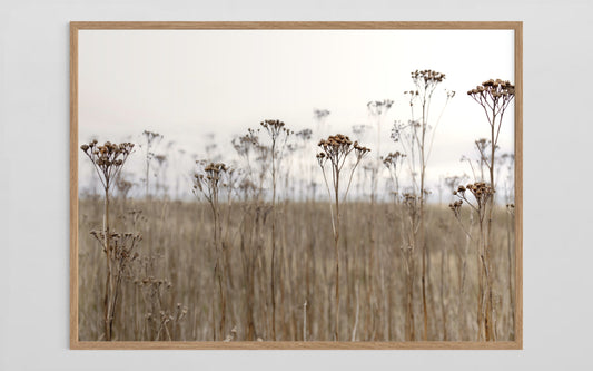 Naturens Vilde Blomster - Rejnfan