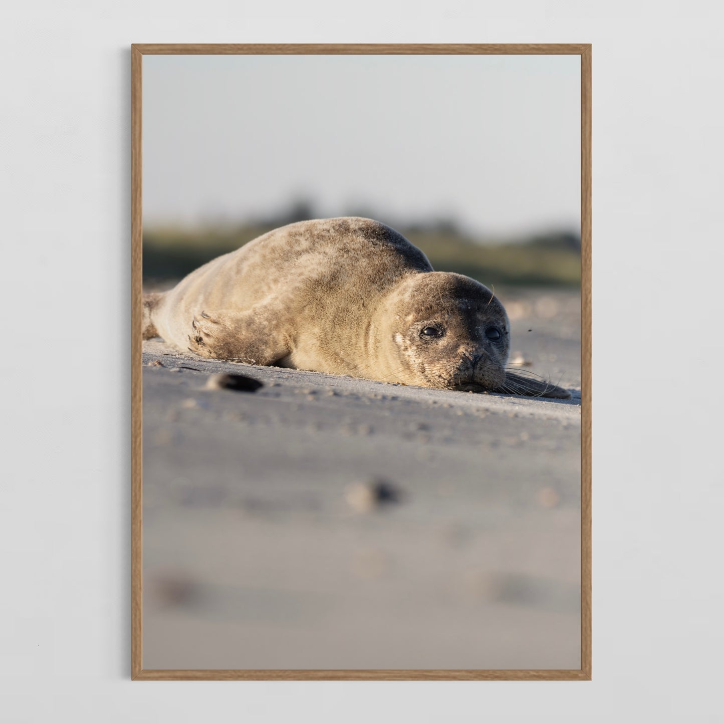 Sælunge På Stranden